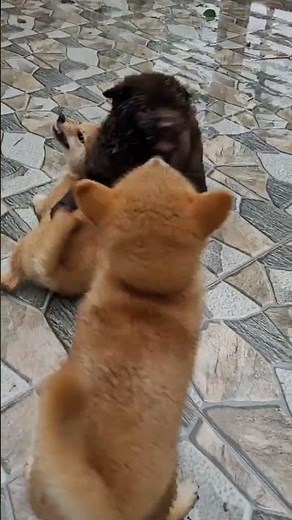 dogs fight over food #funnydog