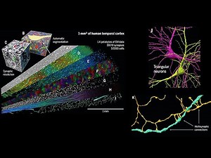 A petavoxel fragment of human cerebral cortex reconstructed at nanoscale resolution