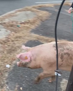 31K views · 310 reactions | A pig on the loose gave these officers a laugh while they tried to catch him! 藍 | FOX19 | Facebook