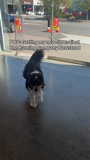 The Running Company - Newstead on Instagram: "Come visit the team to get your fitting for new shoes! Plus visit Kenny of course 🐶"