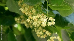 Basswood or Linden tree in beautiful full bloom with delicate medicional yellow flowers and vibrant green leaves close up in calming view Stock Video