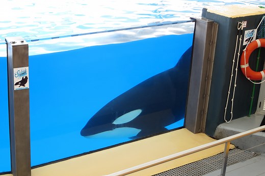 Loro Parque: So schlecht geht es den Orcas in dem Park wirklich