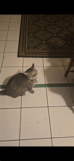 Singing Cat Delights with Vocal Talents