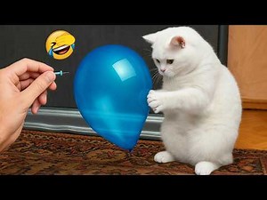 Funny animal scenes that will make you laugh so much 😆