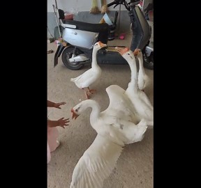 Little girl approaches noisy geese in Jiangsu, China