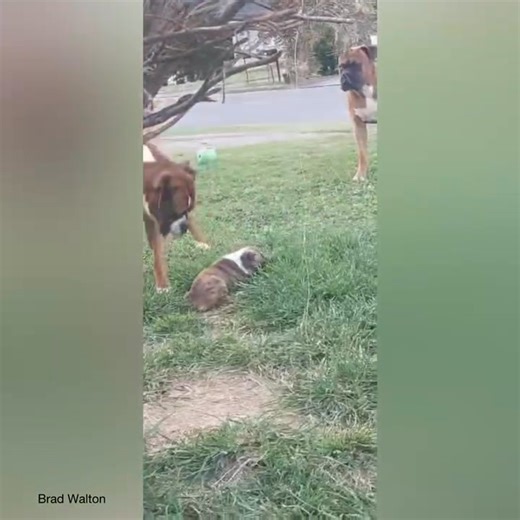 299K views · 8.3K reactions | Exactly how do we return this little thing to sender? | Boxer Dog Bonanza | Facebook