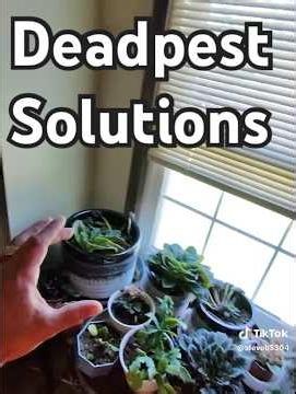 How to Get Rid of Fungus Gnats in Houseplants – Quick & Effective Tips