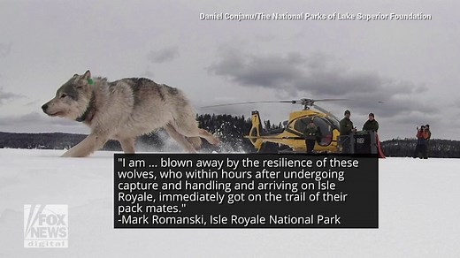 Canadian wolves air-dropped in Michigan national park to deal with moose
