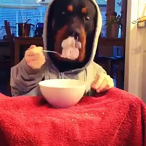 Amazing dog with 2 human hands _D