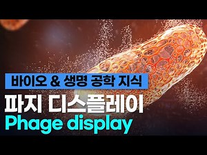 [바이오 & 생명 공학 지식]파지 디스플레이(Phage display)
