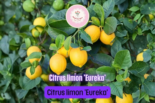 Eureka Lemon Tree (citrus Limon ‘eureka’) – 12–15″ Live Plant in 5″ Pot | Classic Juicy Lemon Variety for Garden & Patio - Etsy