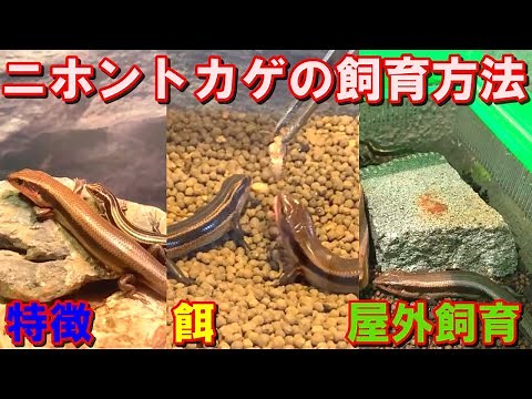 【基本】ニホントカゲの飼育方法