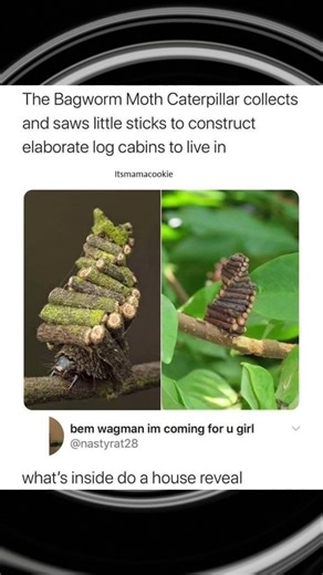 The bag worm moth caterpillar collects and saw little sticks to construct log cabins