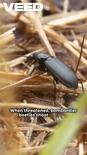 Nature’s Tiny Explosive Bug Revealed!