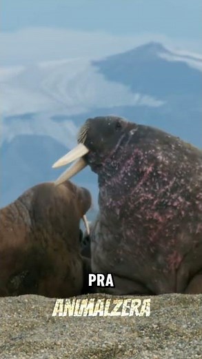 In the life of a walrus, size is everything.