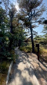 72K views · 1.2K reactions | White Cedar Swamp Trail - Wellfleet, Massachusetts - Cape Cod - Cape Cod National Seashore nps.gov/caco/planyourvisit/atlanticwhitecedar.htm Cape Cod, Massachusetts | Cape Cod, Massachusetts | Facebook
