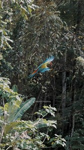 Green Macaw Parrot Flying Trees #tree #bird #parrot #macaw #green #flying #nature #wildlife HA74675 | HAWI Studios