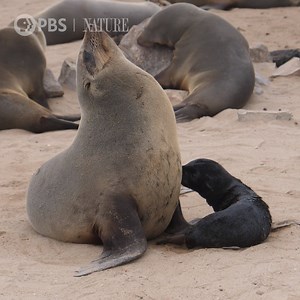 18K views · 989 reactions | TGIF! Join us on the beach and hang out with these sea lions.  #NaturePBS #SeaLions #Animals #Wildlife #Nature | Nature | PBS | Facebook