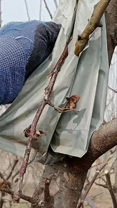 13K views · 3 comments | What are these cocoon like stuff stuck to apple  tree branches/stems ??? | Kashmir Horticulture | Facebook