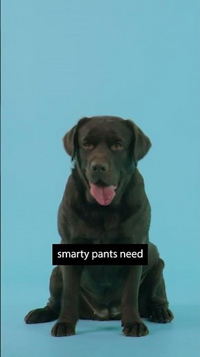 Labrador Retriever Breed Info #dogs #pets #labradorretriever #doglover