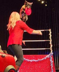 Don’t miss Cirque Du Canines at CPPAC on Sunday, March 16, at 2pm! 🐾 With frisbee stunts, agility feats, hoop jumps, and tricks you can try at home, this show is fun for all ages. Get your tickets now at LargoArts.com. | Central Park Performing Arts Center