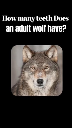 How many teeth does an adult wolf have?