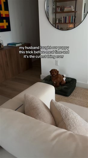 Lilo The Cockapoo on Instagram: "sound on 😂 making mealtime into training time and lilo is living it! who would have thought our preciously picky puppy would be running to her food bowl! #puppylife #cockapoo #cockapoopuppy #puppydays #cockapooworld #puppymoments #cockapoolove #cockapooclub #cockapoopuppies #puppythings"