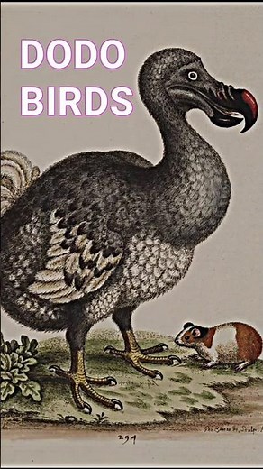 The History of Dodo birds 💔 #history