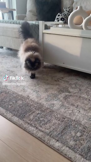 Ragdoll Cat vs Hissing Cat: Opposite Vibes Explained