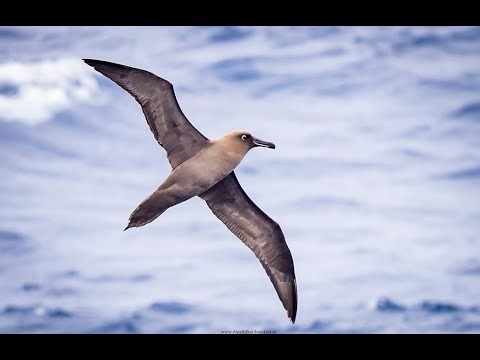 Sooty Albatross video, Marion Island on the Flock to Marion 2022