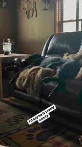 He was snoring big man snores | Holley&Tuner the Rotties