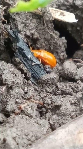 This Rare Orange Insect Looks Unreal — Scientists Are Still Studying It