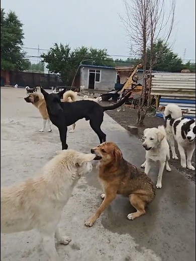 The Alpha Did Not Intervene. His Guards Did.#dogshorts #charles