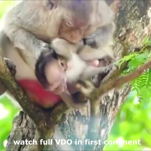 The mother monkey weaning baby monkey Emily, which made Emily angry and screaming loudly Watch full VDO in first comment | Cute monkey family