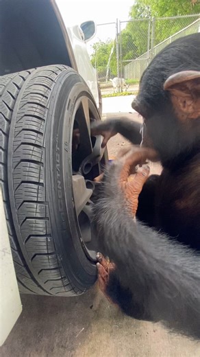 2M views · 26K reactions | A chimp with a toolkit: Fixing cars and stealing hearts! : @n8notsogr8 #chimpanzee #mechanic #cars | Supercar Blondie | Facebook