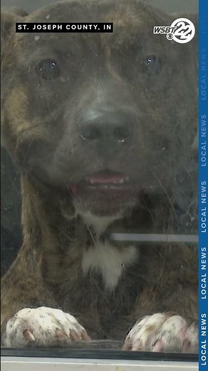 SJC Humane Society remains underfunded despite unanimous budget increase vote