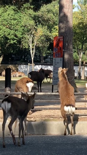 飛び出し注意‼️奈良公園の鹿さんがハードルをぴょん🤣 #奈良公園 #奈良の鹿 #deer #narapark