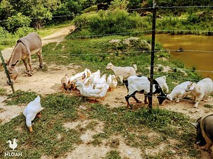 37 Ways To Earn Extra Income Off Your Land