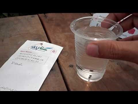 How To Grow Morning Glory Vine From Seeds | Soaking Seeds Part-1 (Urdu/Hindi)