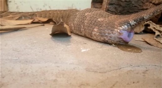 She was captured in December 17th ,2021 along Thika road by Kenneth Gachucha after someone reported.She came in pregnant.She first gave birth to 1 snakelet then a week later gave birth to 68 more on 2nd of May,2022. #knowyourmuseum #Museums #Nairobimuseum #nationalmuseumofkenya #puffadder #snakes