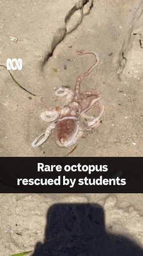 How beautiful 🐙😲 This Octopus Kaurna, also known as the Southern Sand Octopus, was discovered by school students in the dry sand far from the ocean on an Adelaide beach. Marine Scientist Georgie Kenning at the Marine Discovery Centre told the ABC Radio Adelaide's Caroline Winter the students saw the rare octopus was still alive and helped to make sure it returned to the ocean. Listen: https://ab.co/3XFNx6A “We found this octopus on Henley Beach and it was up on the drier sand and we think it h