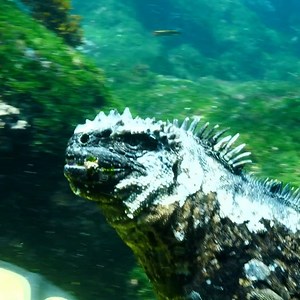 666K views · 3.8K reactions | The marine iguana is a species of iguana found only on the Galápagos Islands. This very unique lizard can dive as deep as 98 ft and spend up to one hour underwater. When diving to 23 ft or deeper, they regularly remain submerged for approximately 30 minutes. #DiscoverGlobe  | Science Channel | Facebook