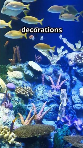 Fake decorations vs real plants your fish prefer this #aquarium #fishkeeping #aquariumhacks