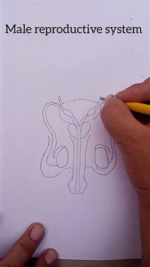 How to Draw Male Reproductive System | Easy Labelled Biology Diagram Step by Step