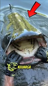 Lele Monster: Fakta Wels Catfish yang Bikin Kaget! #lelemonster #faktaunik #wildlife