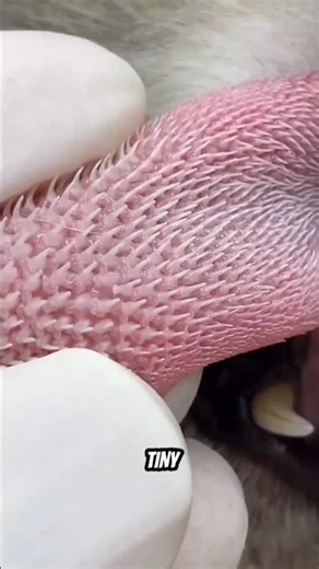 Why a Cat’s Tongue Is More Dangerous Than You Think