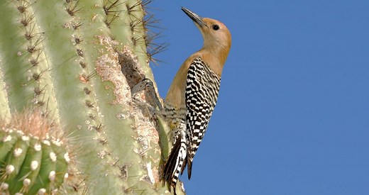 Gila Woodpecker Identification, All About Birds, Cornell Lab of Ornithology