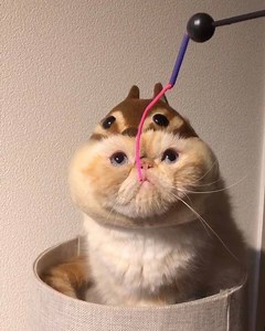 My eyes are down there.🤣 #ZafulFun #Cat Via: mambo926(IG) | ZAFUL