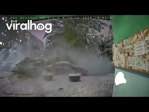 Tree Collapses Onto Parked Cars in Freezing Rain || ViralHog