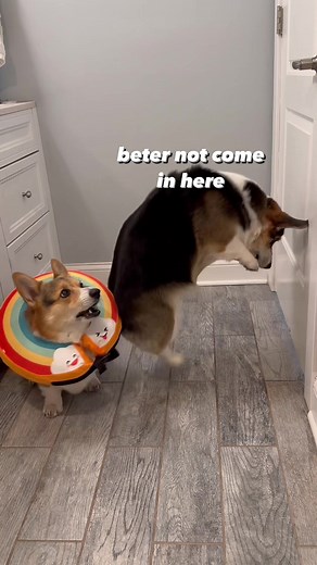 Funny Dog and Corgi Vacuum Show Behind Bathroom Door